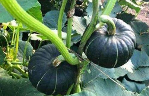 北美网红吃瓜事件视频大全,盘点那些爆笑、惊悚、感人的瞬间 第1张 北美网红吃瓜事件视频大全,盘点那些爆笑、惊悚、感人的瞬间 第1张