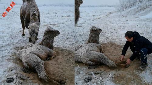 人和动物视频在线观看,在线观看精选视频集锦 第3张 人和动物视频在线观看,在线观看精选视频集锦 第3张